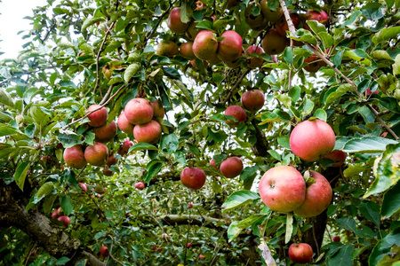 毕节富硒水果种植(富硒水果的国家标准是多少)-硒宝网