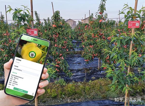 富硒水果种植价格(水果种植价格富硒多少)-硒宝网