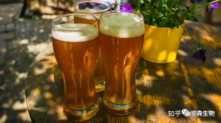 富硒水果酵母功效(酵母硒有什么功效)-硒宝网