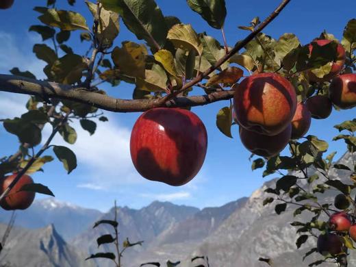 毕节富硒水果种植（富硒果园）-硒宝网