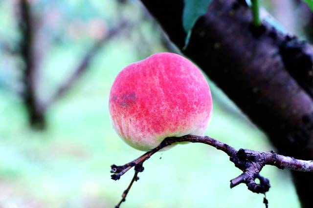 淄博富硒水果施肥（富硒水果一览表）-硒宝网