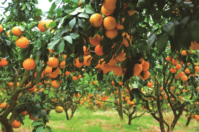 达州富硒水果种植(富硒水果标准)-硒宝网