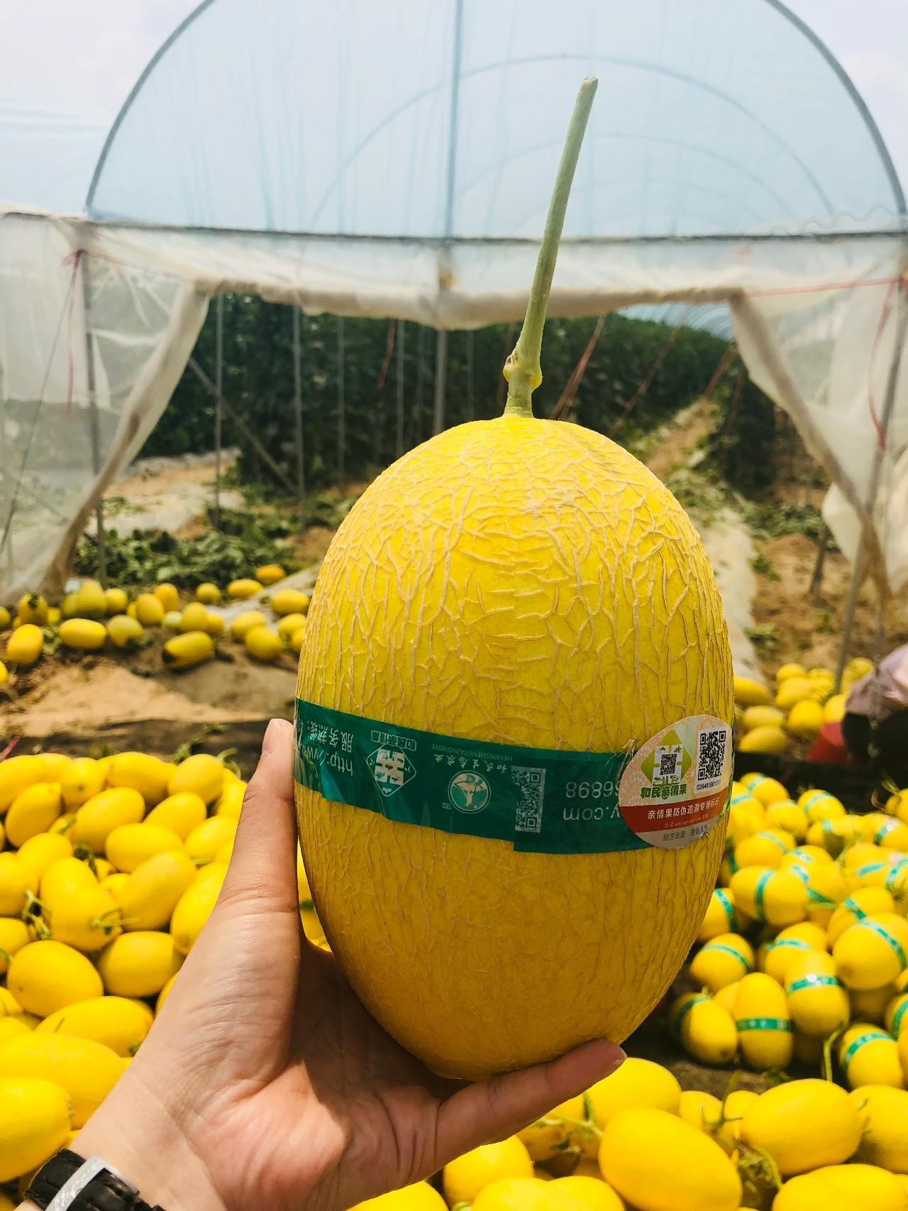 海南富硒有机水果（海南水果特产有哪些水果）-硒宝网