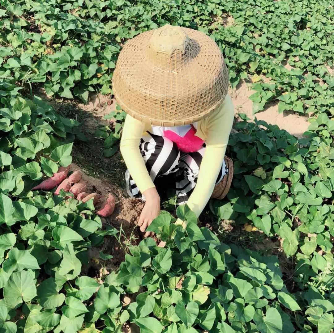 海南富硒有机水果（海南水果特产有哪些水果）-硒宝网