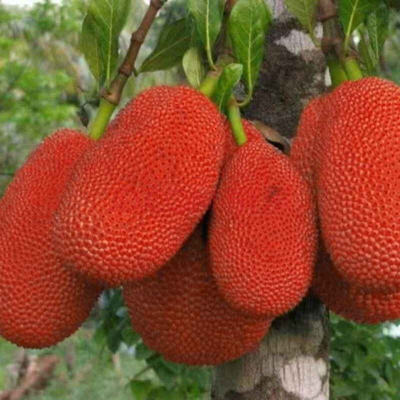 富硒最贵水果排名(贵的水果排名)-硒宝网