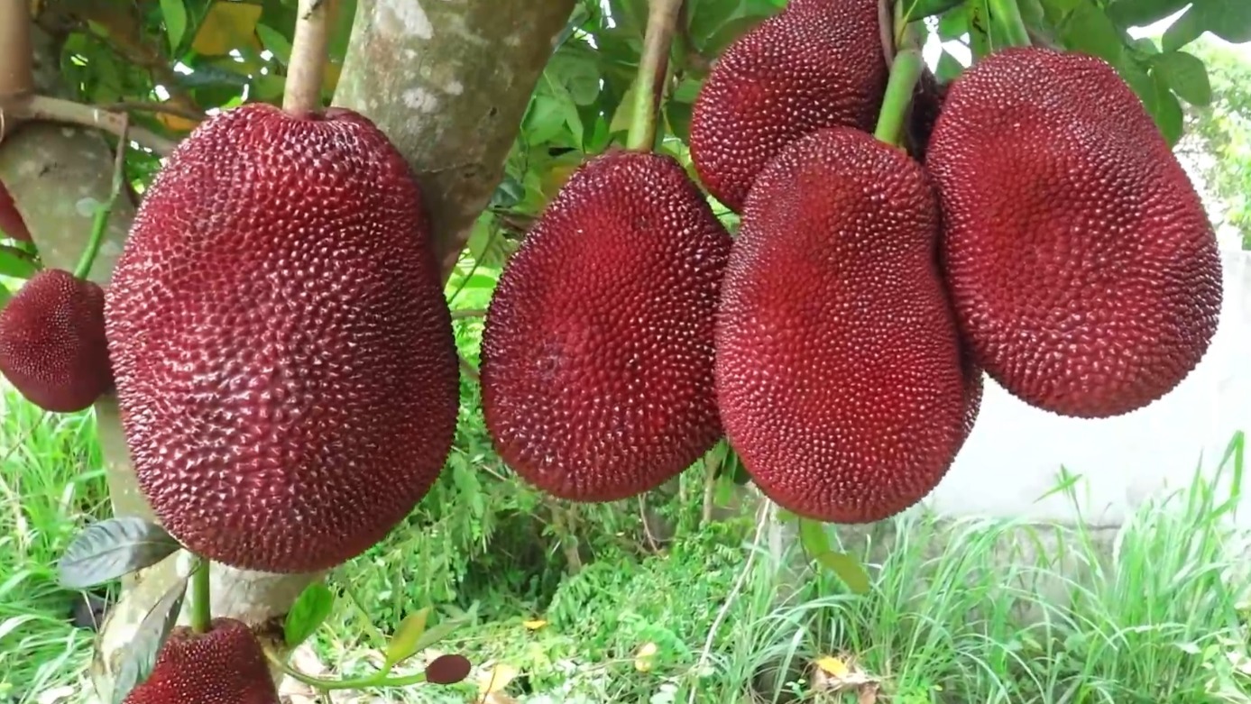 富硒最贵水果排名(贵的水果排名)-硒宝网