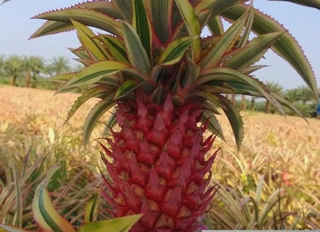 富硒最贵水果排名(贵的水果排名)-硒宝网