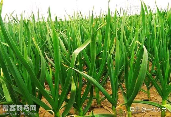 富硒水果上什么肥(富硒水果怎么种植)-硒宝网