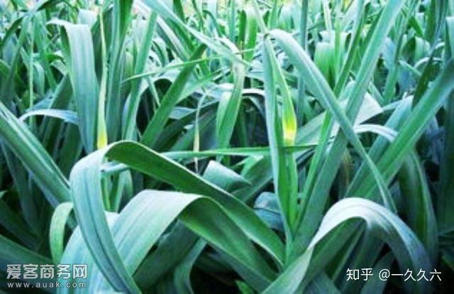 富硒水果上什么肥(富硒水果怎么种植)-硒宝网