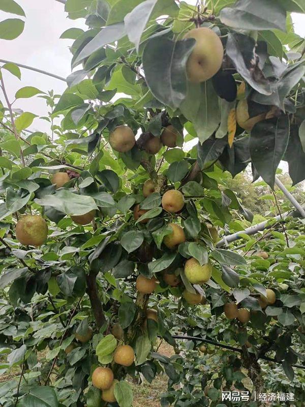 济南富硒水果树苗(济南水果树苗富硒种植基地)-硒宝网