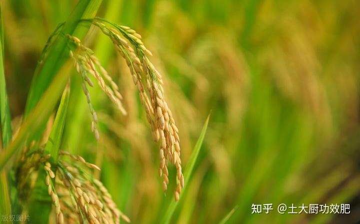 富硒水果上什么肥（富硒水果一览表）-硒宝网