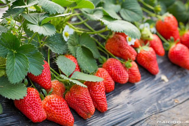 海南富硒有机水果(海南水果机富硒有哪些品种)-硒宝网