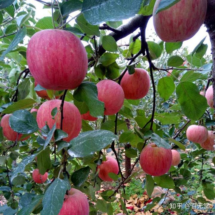 啥水果是富硒果子(果子水果富硒是什么东西)-硒宝网