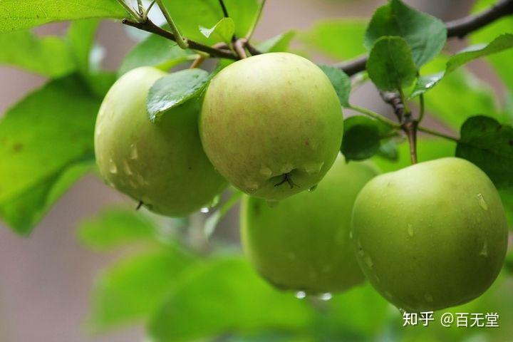 啥水果是富硒果子(果子水果富硒是什么东西)-硒宝网