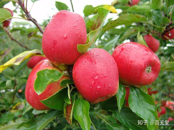 啥水果是富硒果子(果子水果富硒是什么东西)-硒宝网