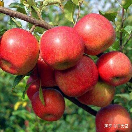啥水果是富硒果子(果子水果富硒是什么东西)-硒宝网