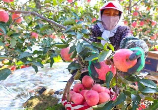 啥水果是富硒果子(果子水果富硒是什么东西)-硒宝网
