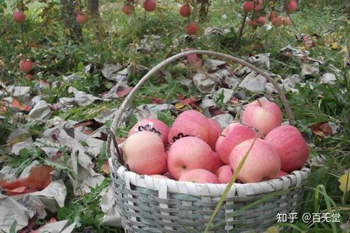 啥水果是富硒果子(果子水果富硒是什么东西)-硒宝网