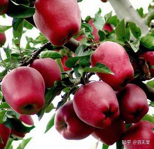 啥水果是富硒果子(果子水果富硒是什么东西)-硒宝网