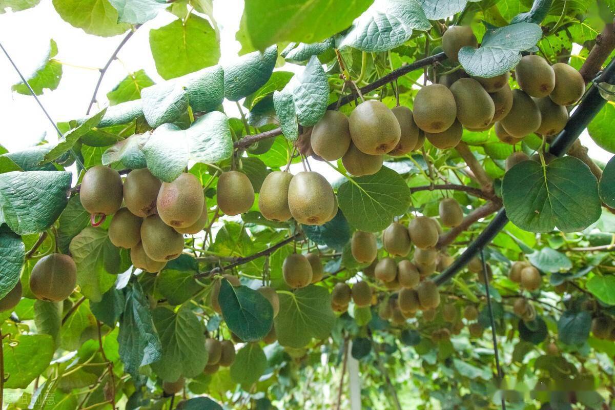 沂源富硒水果苗木(富硒水果前十名)-硒宝网