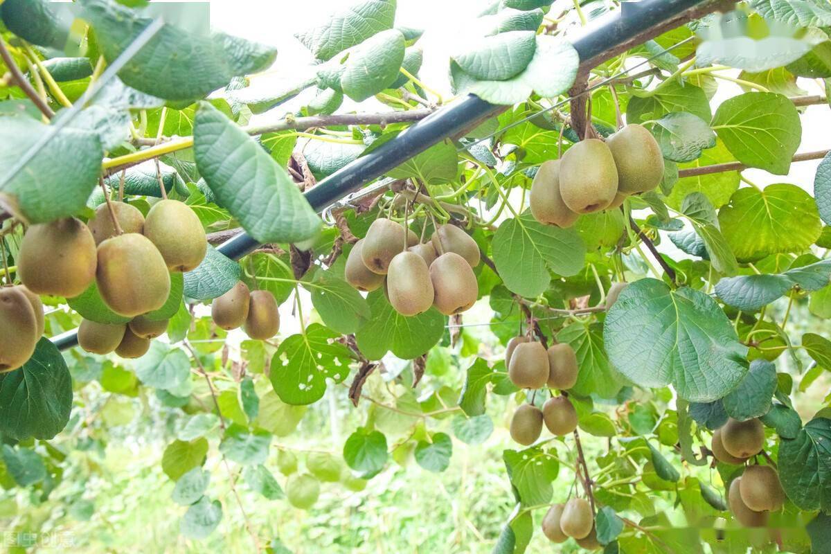 沂源富硒水果苗木(富硒水果前十名)-硒宝网