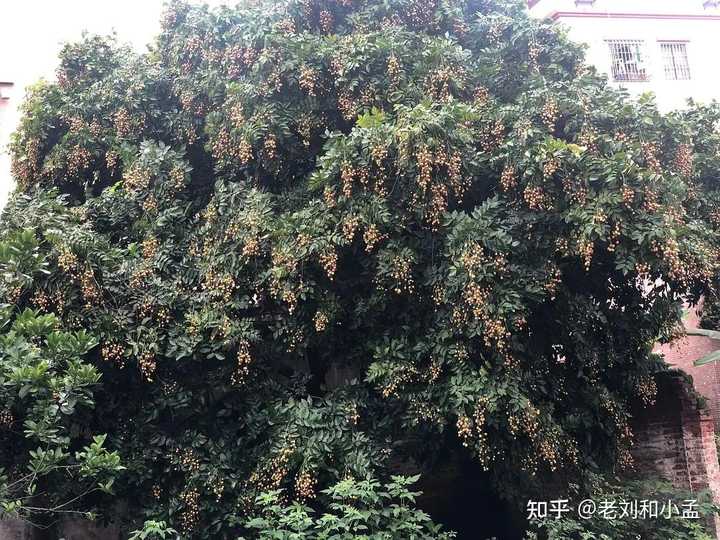 芒果是富硒水果吗(芒果水果富硒是什么东西)-硒宝网