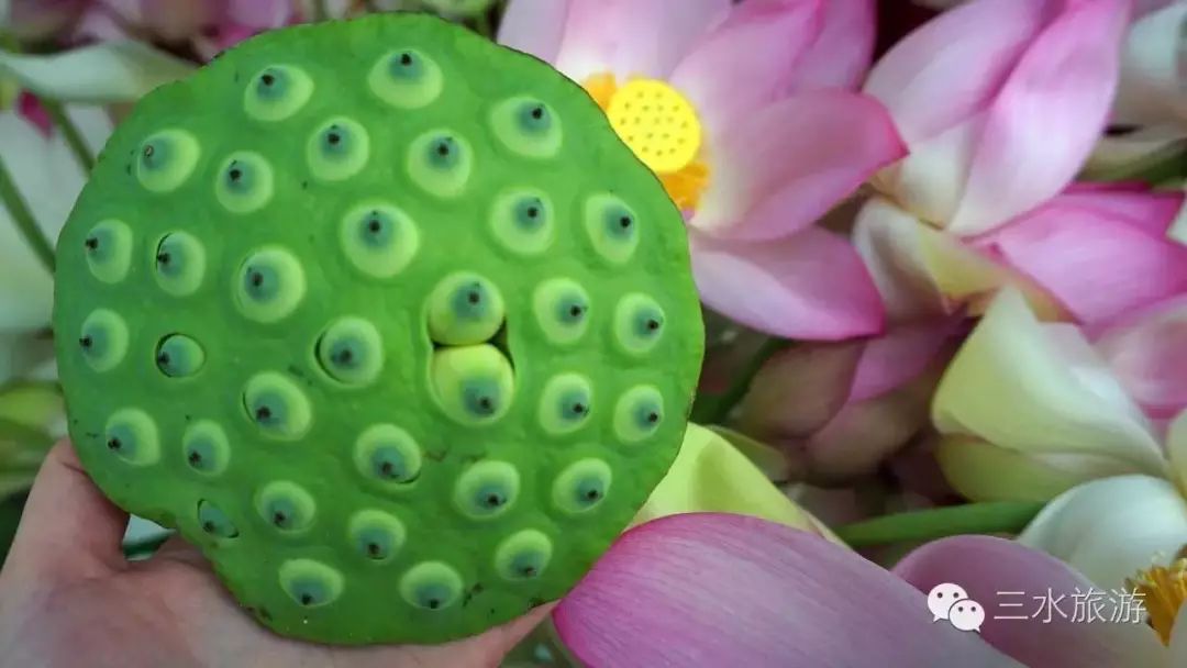 博山富硒水果采摘(博山富硒粮仓)-硒宝网