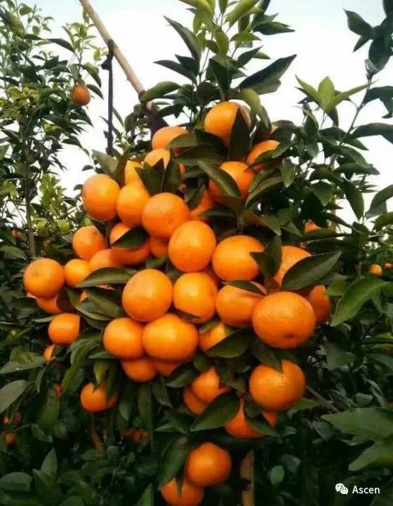 富硒水果交易市?。ǜ晃勘曜迹?硒宝网