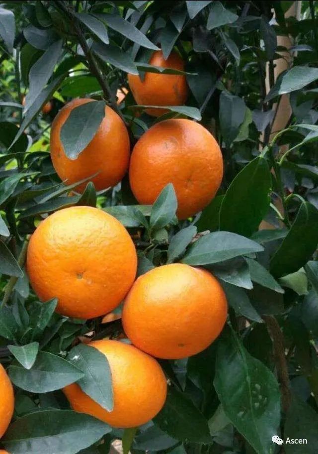 富硒水果交易市?。ǜ晃勘曜迹?硒宝网