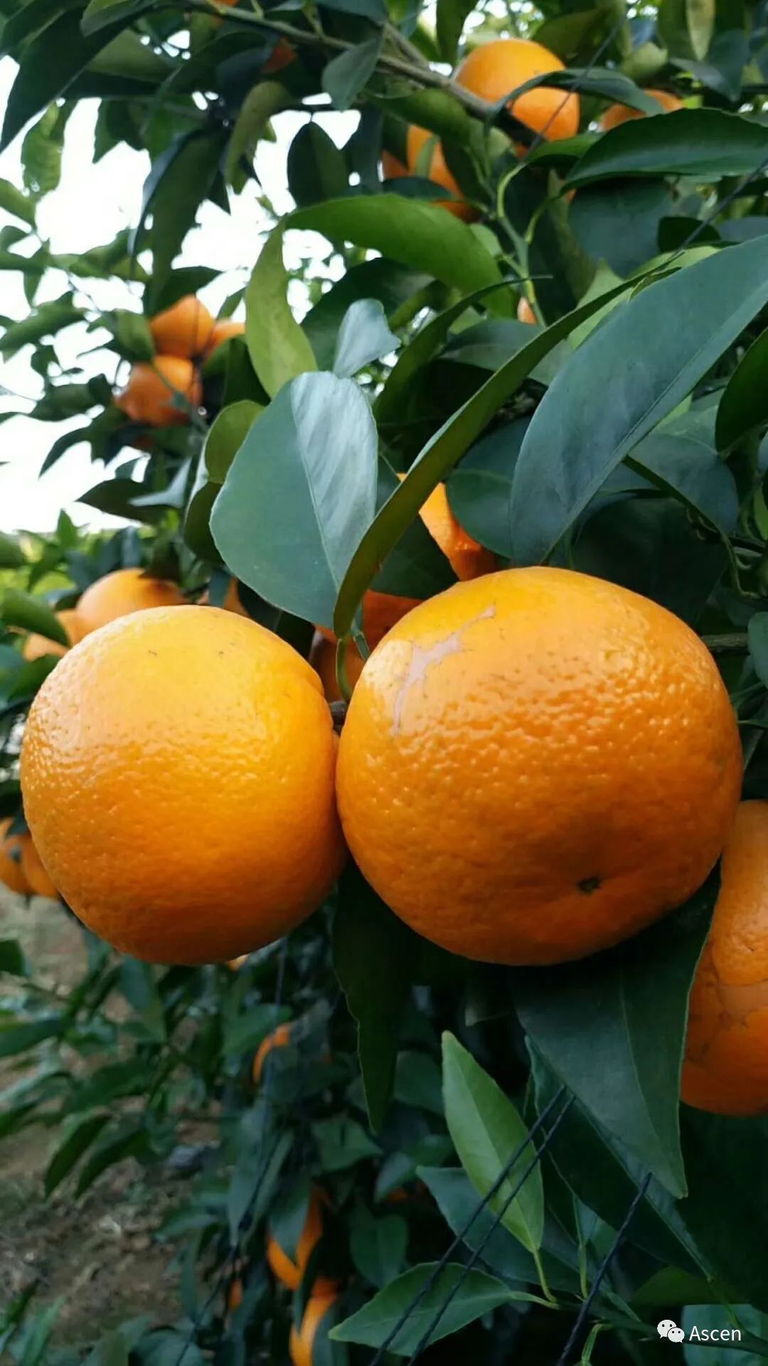 富硒水果交易市场（富硒水果硒含量标准）-硒宝网