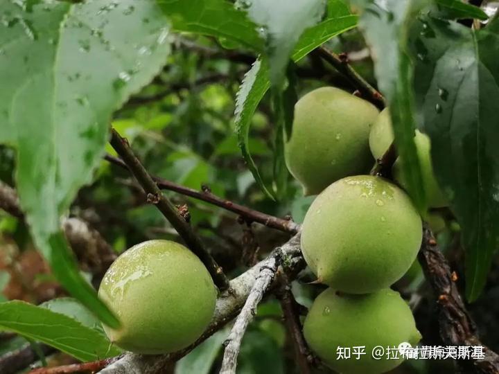 哪些水果是富硒的(富硒水果的国家标准是多少)-硒宝网