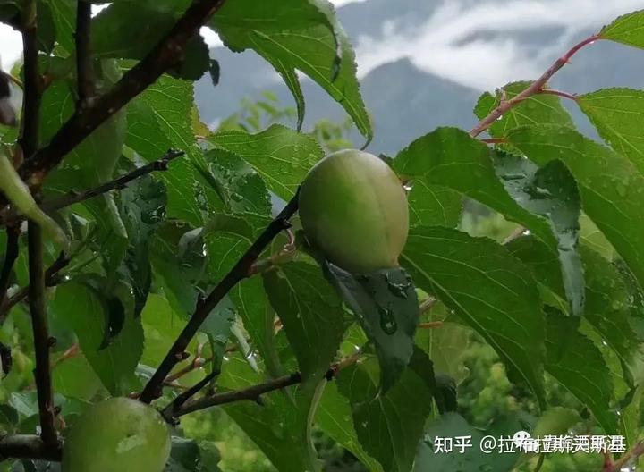 哪些水果是富硒的(富硒水果的国家标准是多少)-硒宝网