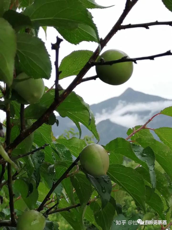 哪些水果是富硒的(富硒水果的国家标准是多少)-硒宝网