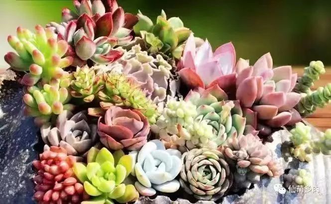 富硒高端水果基地(富硒水果前十名)-硒宝网