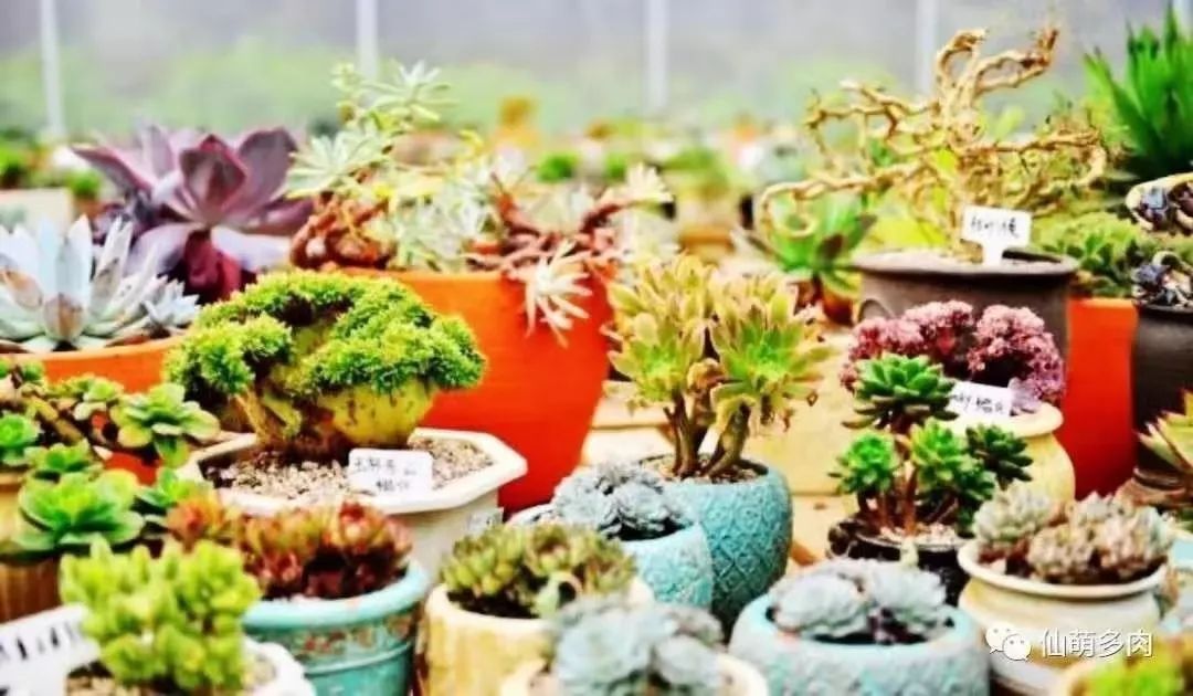 富硒高端水果基地(富硒水果前十名)-硒宝网