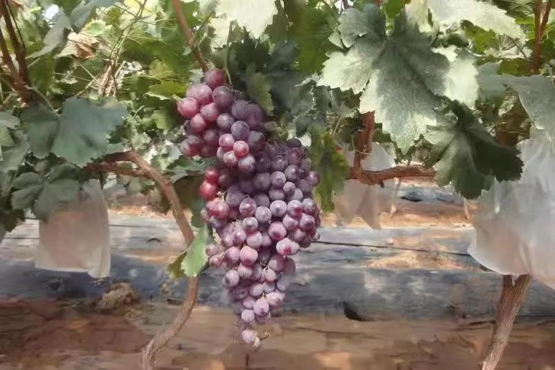 富硒高端水果基地(富硒水果前十名)-硒宝网