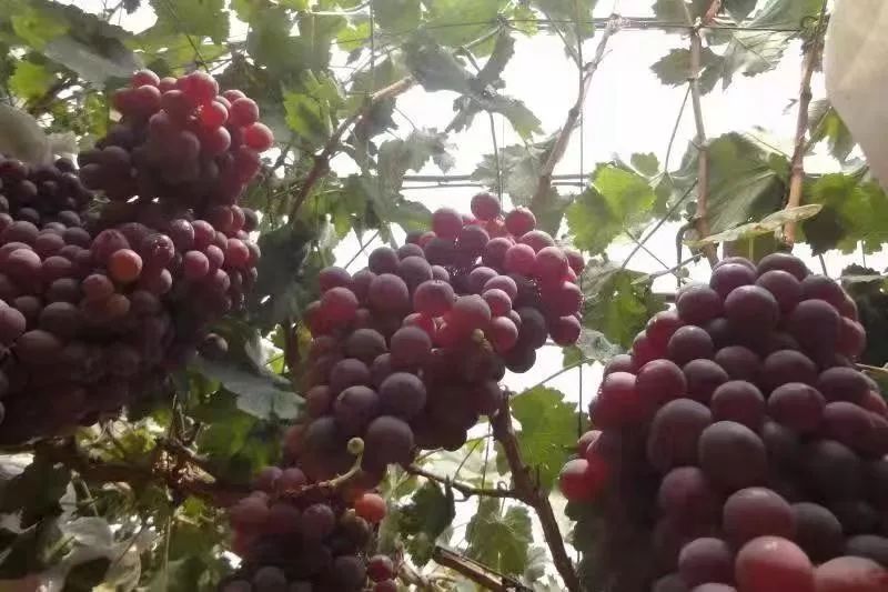 富硒高端水果基地(富硒水果前十名)-硒宝网