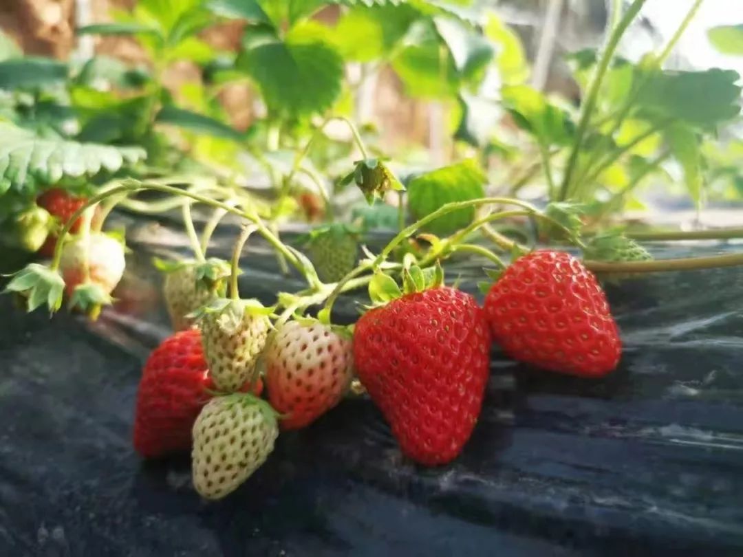 富硒高端水果基地(富硒水果前十名)-硒宝网