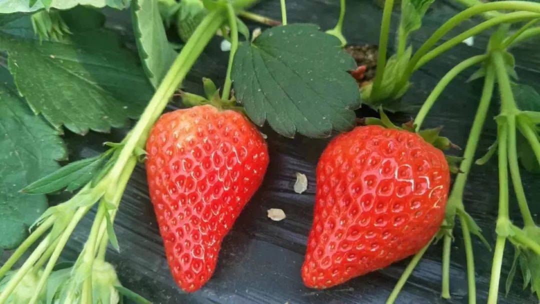 富硒高端水果基地(富硒水果前十名)-硒宝网