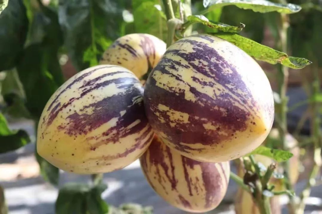 富硒高端水果基地(富硒水果前十名)-硒宝网