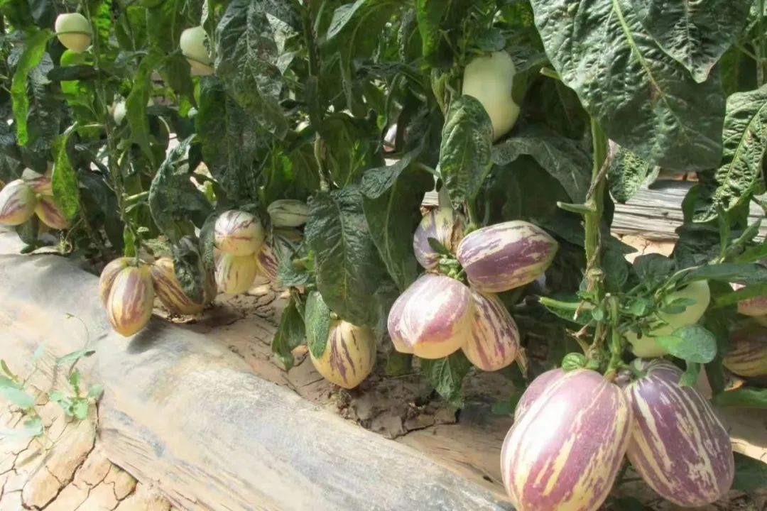 富硒高端水果基地(富硒水果前十名)-硒宝网