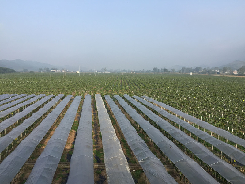 什么水果有富硒的(富硒的水果蔬菜有哪些)-硒宝网