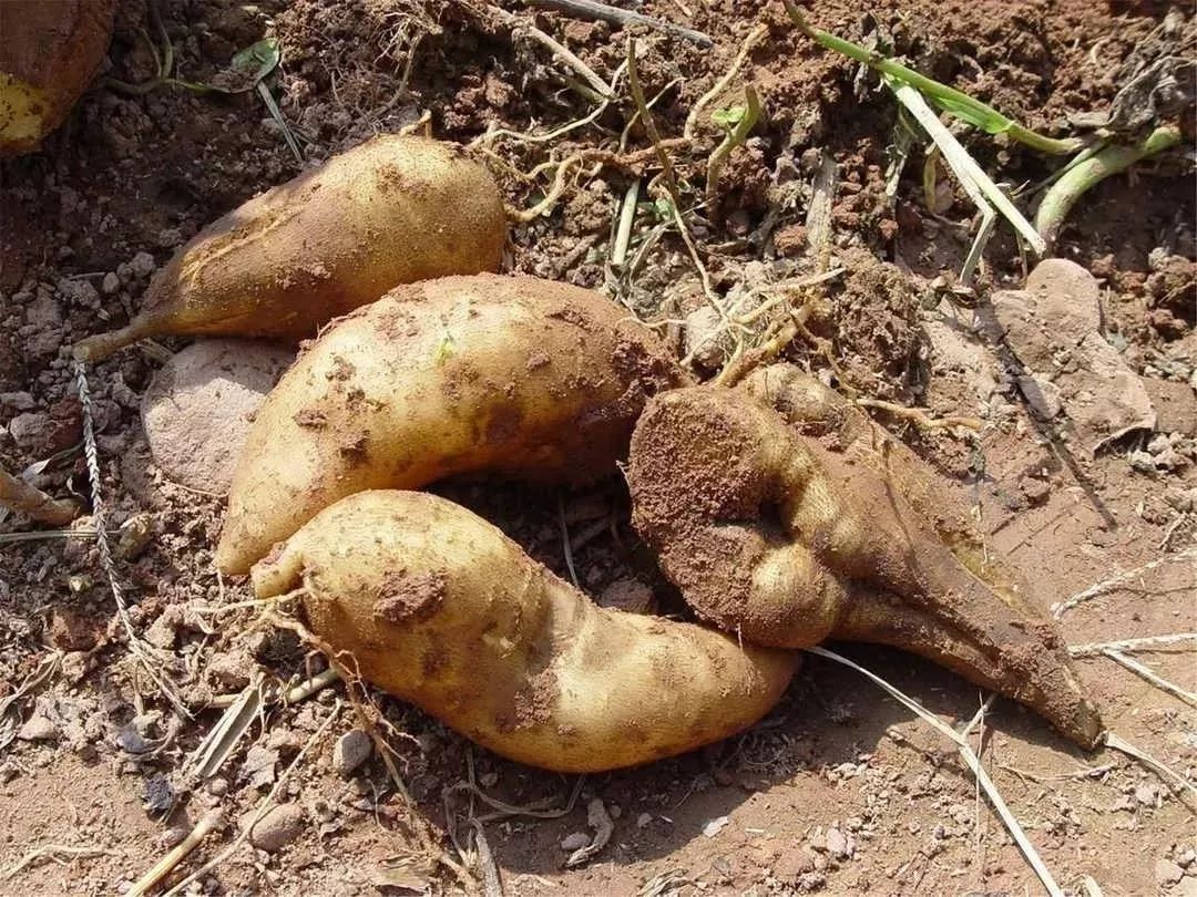 富硒水果能减肥吗(减肥的人水果能吃吗)-硒宝网