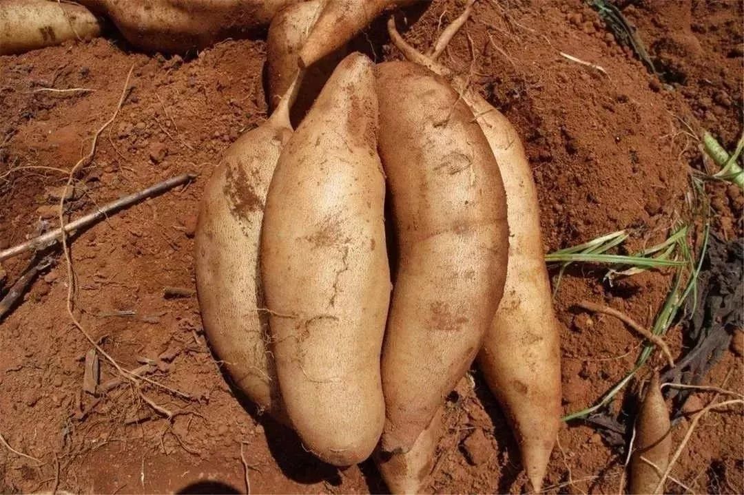 富硒水果能减肥吗(减肥的人水果能吃吗)-硒宝网