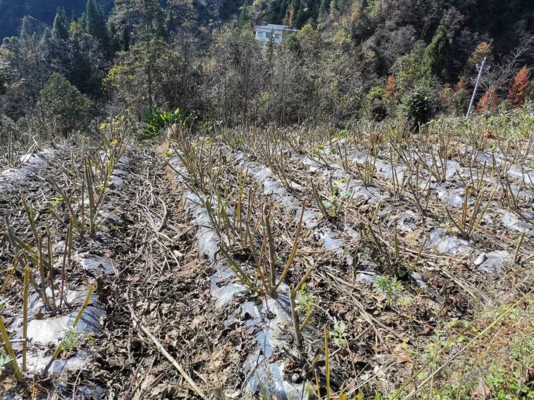 富硒水果能减肥吗(减肥的人水果能吃吗)-硒宝网