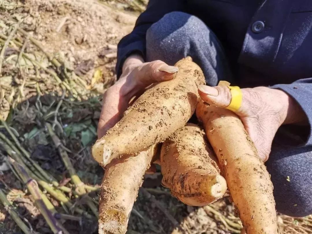 富硒水果能减肥吗(减肥的人水果能吃吗)-硒宝网