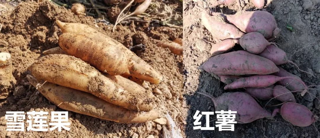 富硒水果能减肥吗(减肥的人水果能吃吗)-硒宝网