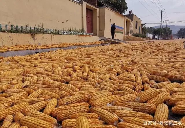 富硒水果玉米行情（富硒玉米多少钱一斤）-硒宝网