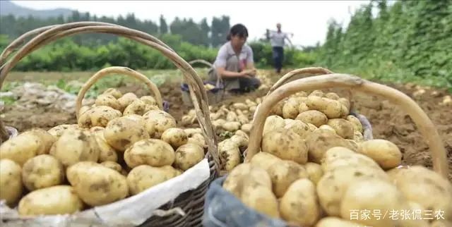 富硒水果玉米行情（富硒玉米多少钱一斤）-硒宝网
