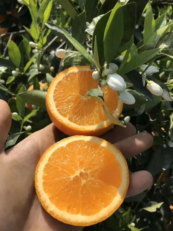 富硒水果能减肥吗(减肥可以吃富士苹果吗)-硒宝网